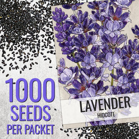 Seed Needs Hidcote lavender seeds in a garden bed, creating a fragrant border.