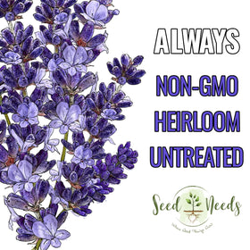 Seed Needs Hidcote lavender foliage displays silver-green leaves and texture.