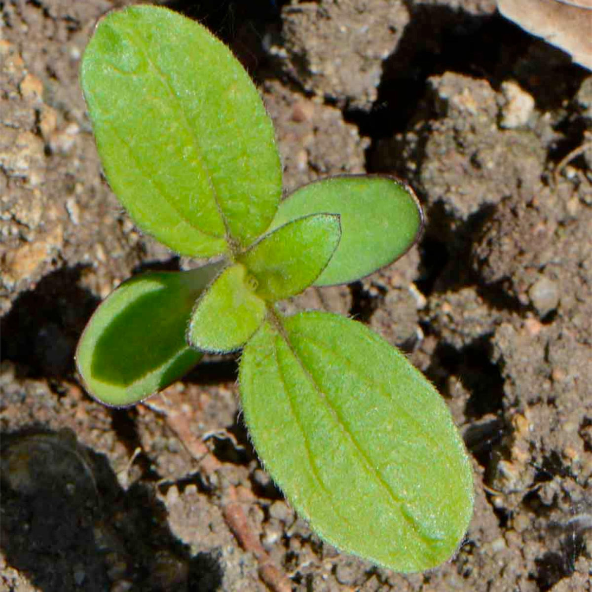 Seed Needs Lemon Queen butterfly-garden captures blooms attracting bees and butterflies.