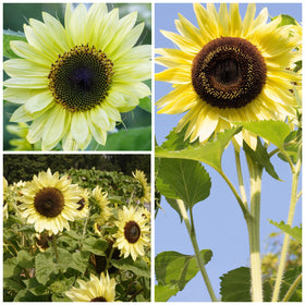 Seed Needs Lemon Queen planting-guide shows spacing and timing for strong germination.