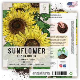 Seed Needs Lemon Queen tall-plant-stature showcases dramatic height for backdrops.