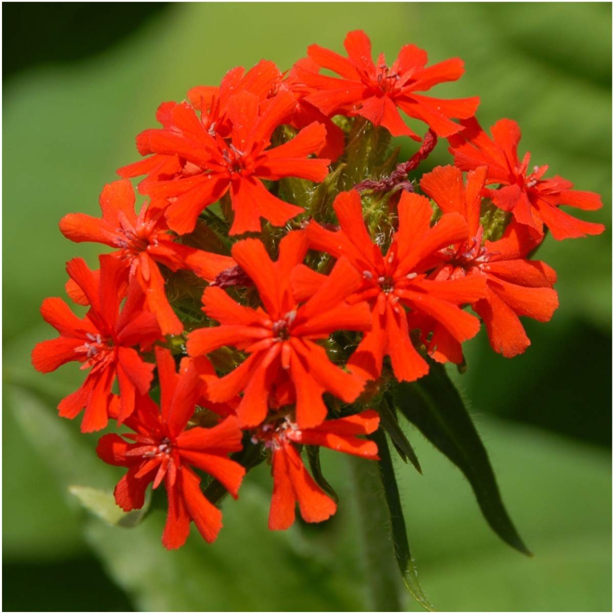 Seed Needs Maltese Cross scarlet flowers about 1 inch across, ideal for borders.