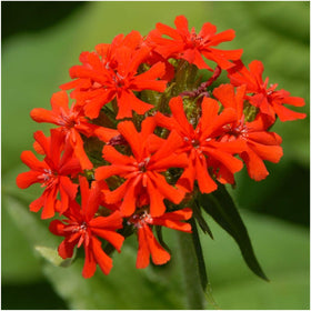 Seed Needs Maltese Cross scarlet flowers about 1 inch across, ideal for borders.