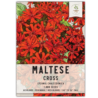 Seed Needs Maltese Cross wildflower in bloom adds bright scarlet color to sunny borders.