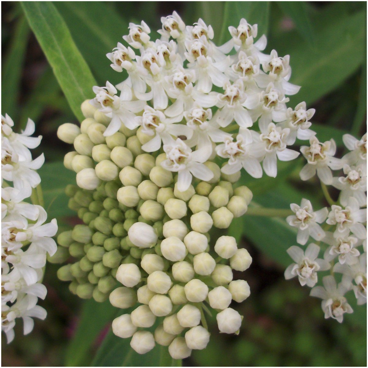 Seed Needs milkweed seeds packet front illustration for open-pollinated planting.