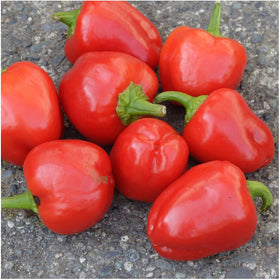 Seed Needs mini bell pepper harvest closeup with ripe red fruit for fresh picks.