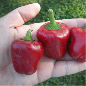 Seed Needs mini bell peppers on plant show compact growth for small spaces.