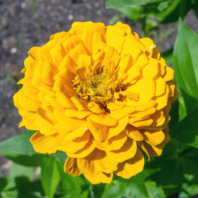 Seed Needs moisture-resistant packaging keeps seeds fresh.
