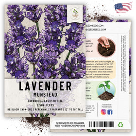 Seed Needs Munstead lavender bloom supports bees and fragrant garden accents