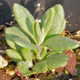 Seed Needs Munstead lavender thriving in sunlit bed with drought tolerance