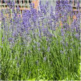 Seed Needs Munstead seed packet on soil ready to sow