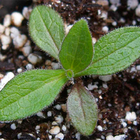 Seed Needs New England Aster attracts pollinators, boosting bees and butterflies in gardens.