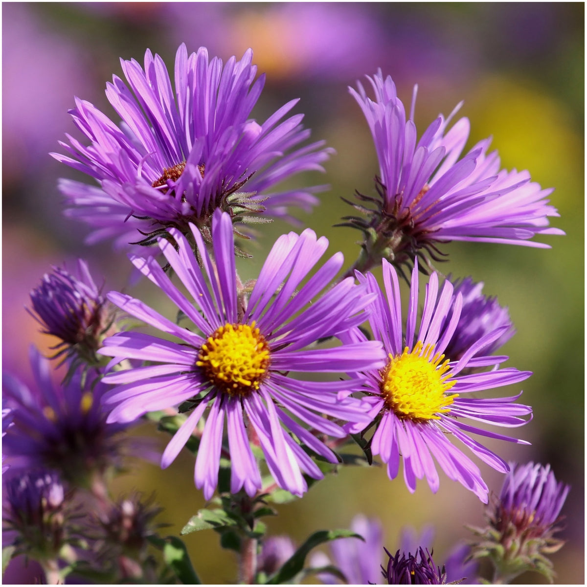 Seed Needs New England Aster tall stems add height and drama in a sunny border.