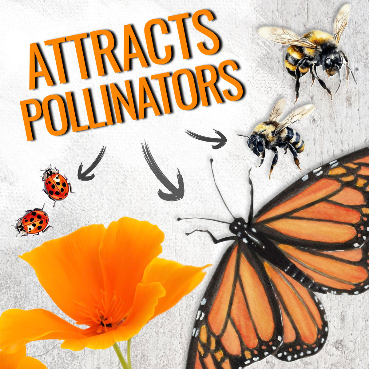 Seed Needs open-pollinated heirloom California poppy seeds for colorful, long-lasting garden beds.