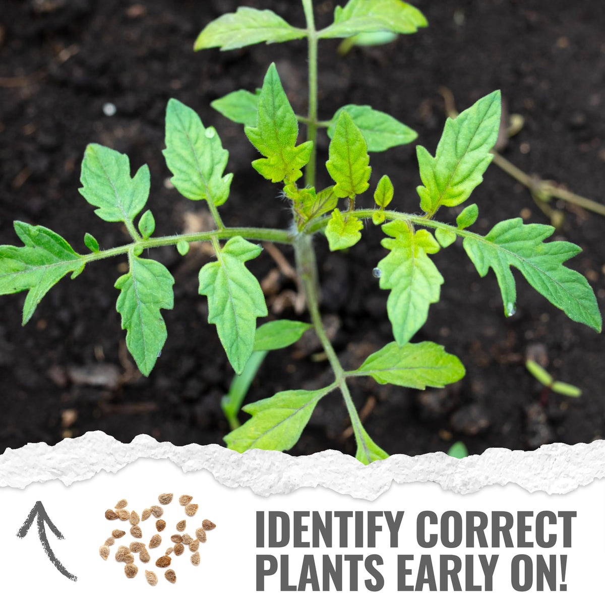 Seed Needs open-pollinated heirloom seeds in packaging for long-term planting.