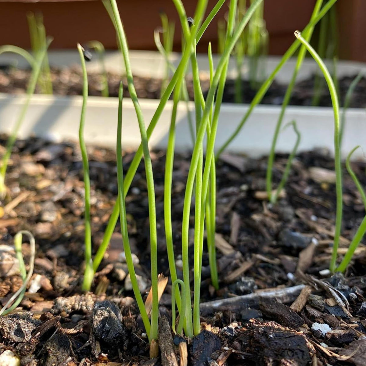 Seed Needs open-pollinated heirloom seeds for backyard biodiversity.