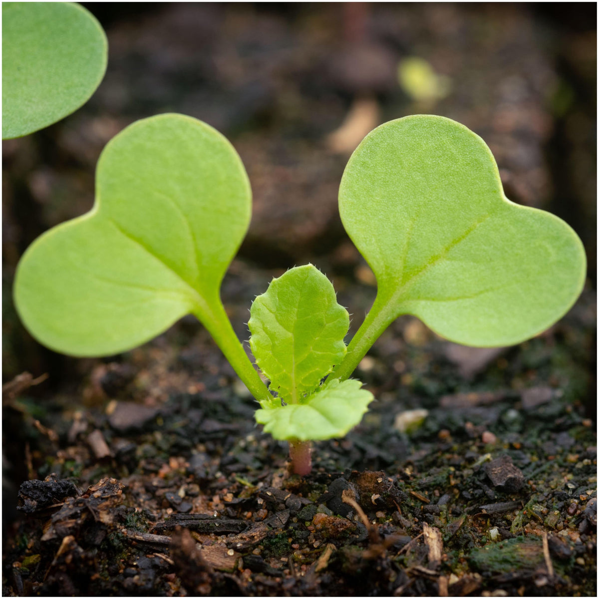 Seed Needs open-pollinated heirloom seeds emphasizing garden diversity.
