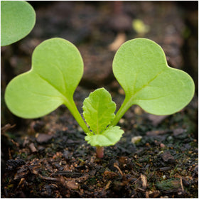 Seed Needs open-pollinated heirloom seeds emphasizing garden diversity.