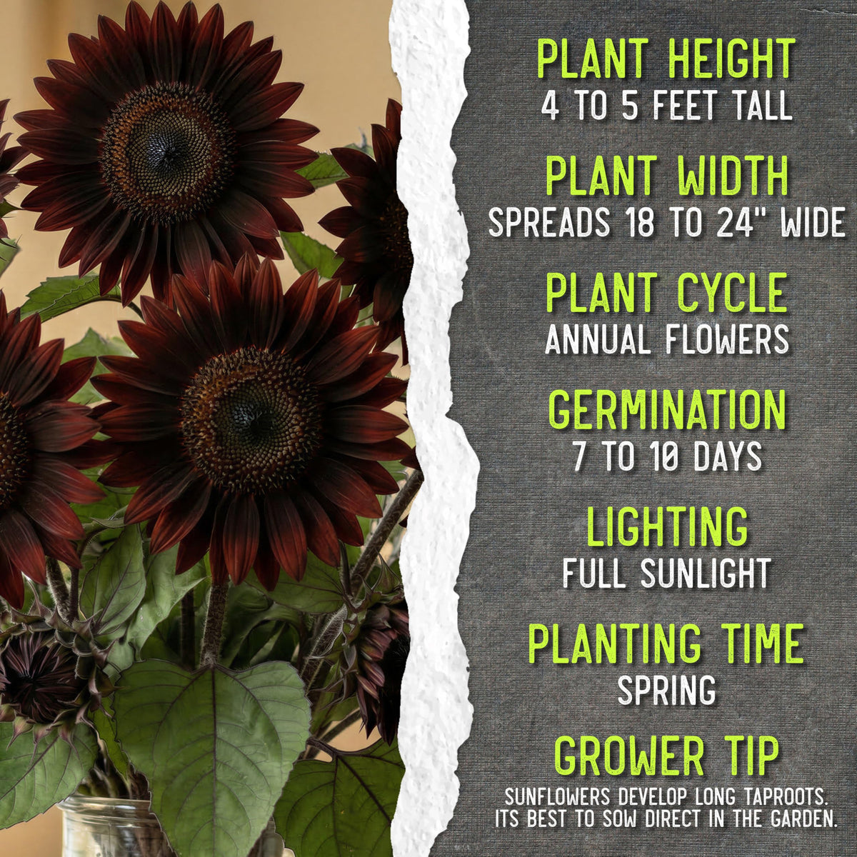 Seed Needs open-pollinated heirloom seeds support biodiversity