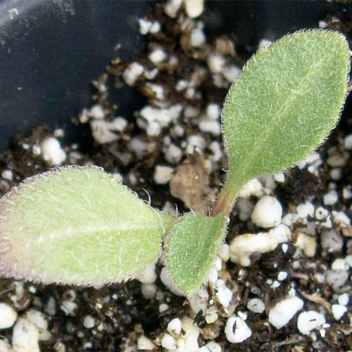 Seed Needs open-pollinated heritage seeds support resilient, wildlife-friendly flower beds.