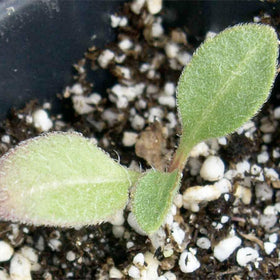 Seed Needs open-pollinated heritage seeds support resilient, wildlife-friendly flower beds.