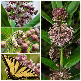 Seed Needs open-pollinated perennial milkweed supports monarch habitat