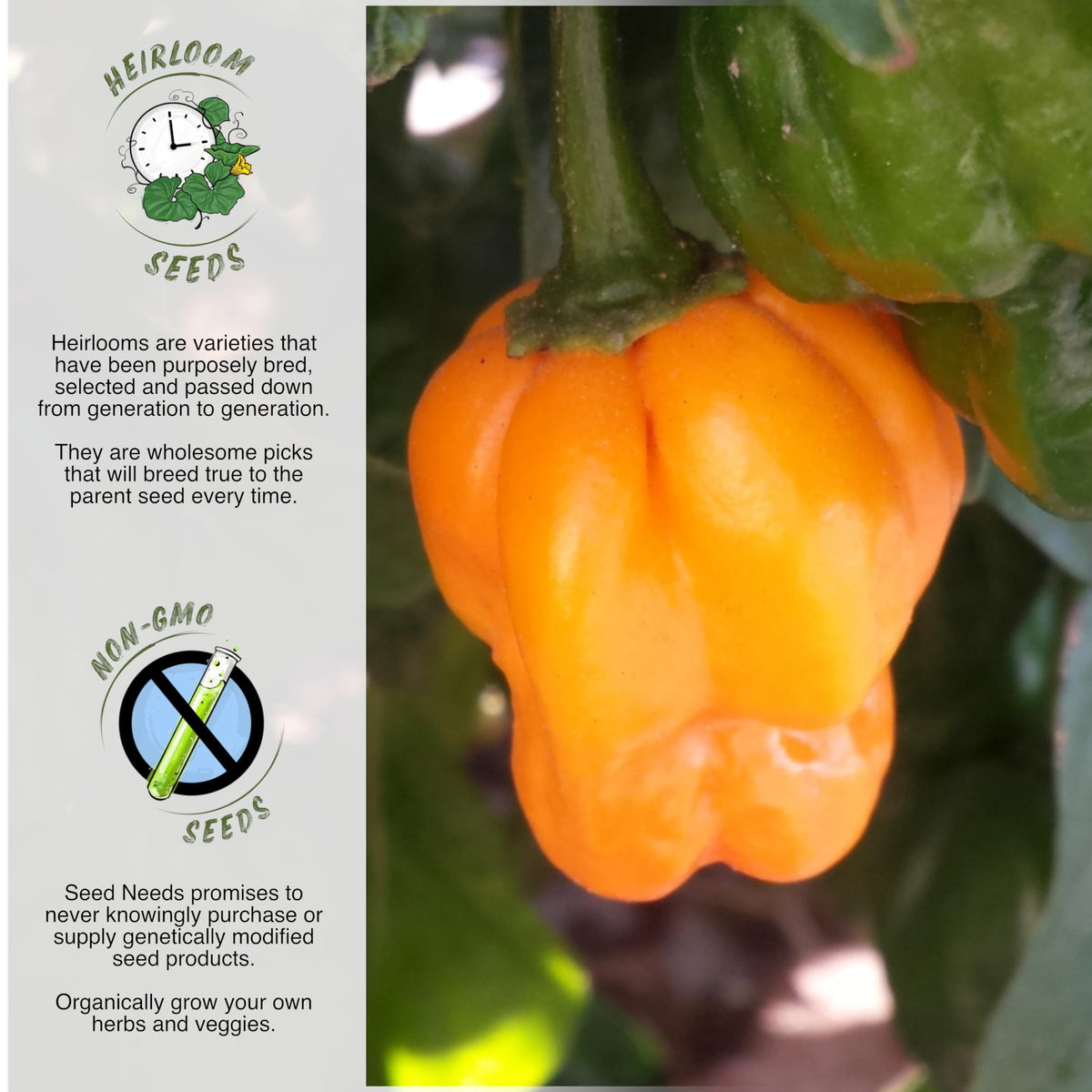 Seed Needs orange Scotch Bonnet ripe pepper ready for Caribbean-inspired dishes.