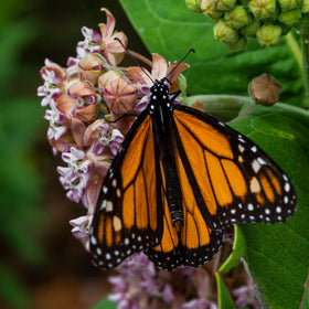 Seed Needs milkweed paired with coneflowers and perennials in a garden