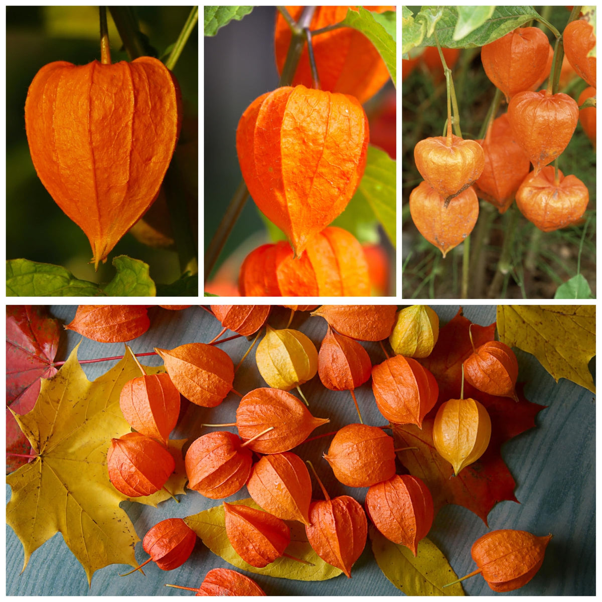 Seed Needs Physalis alkekengi orange pods on vine for ornamental display.