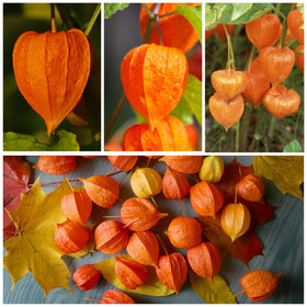 Seed Needs Physalis alkekengi orange pods on vine for ornamental display.