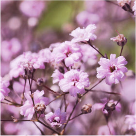 Seed Needs pink baby's breath bouquet filler adds soft pink accents in arrangements.