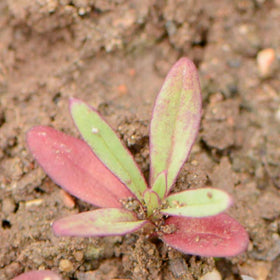 Seed Needs pink baby's breath dried flower design preserves color.