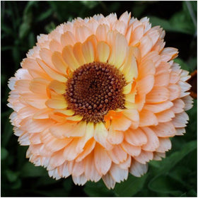 Seed Needs Pink Surprise Calendula bloom adds color to borders and containers