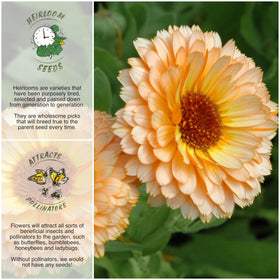 Seed Needs Pink Surprise Calendula flower closeup highlights double petals and vibrant garden display