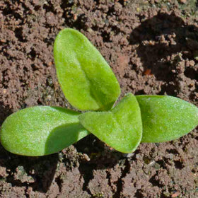 Seed Needs Pink Surprise Calendula attracts bees and butterflies for pollinator-friendly beds