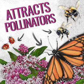 Seed Needs Pink Swamp Milkweed garden setup in a wetlands-friendly landscape.