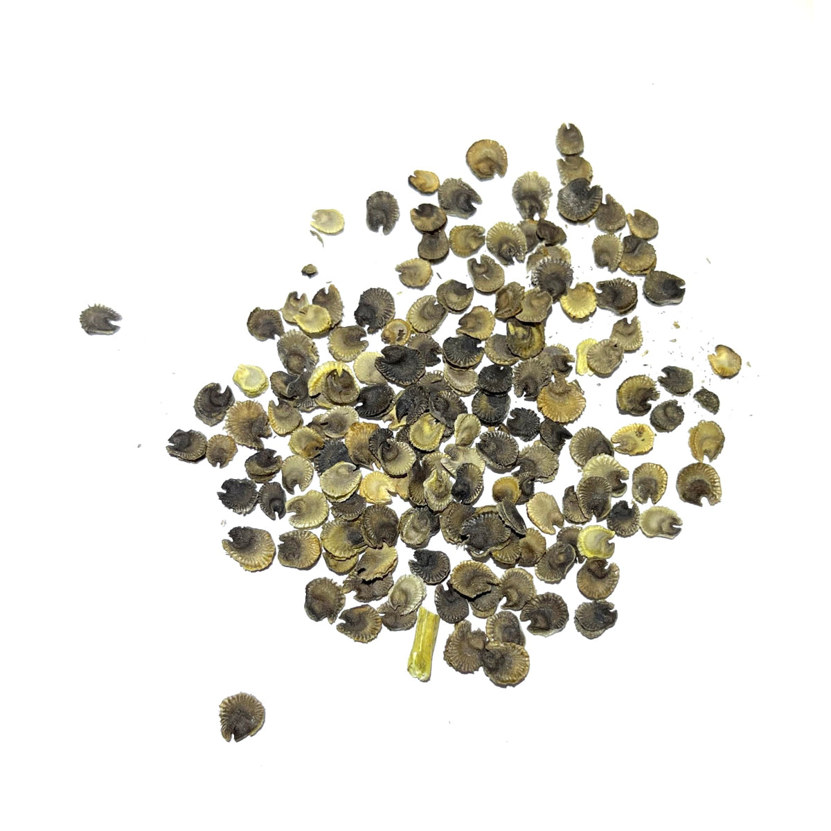 Seed Needs hollyhock attracts pollinators in a garden setting.