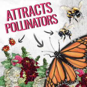 Seed Needs pollinator-friendly hollyhock blooms attracting butterflies and bees in the garden