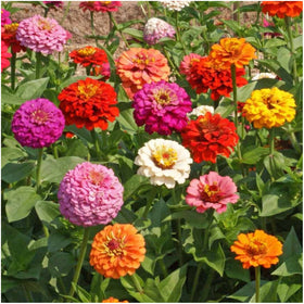 Seed Needs Pumila Zinnia blooms entice butterflies and elevate outdoor spaces.