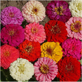 Seed Needs Pumila Zinnia border plants create a vibrant edge with bloom.