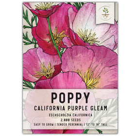 Seed Needs Purple Gleam poppy bloom in a sunny garden attracts pollinators.
