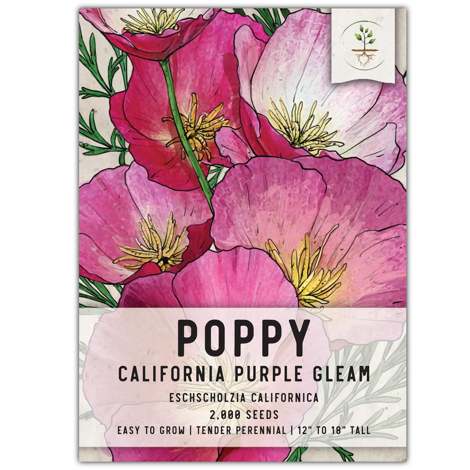 Seed Needs Purple Gleam poppy bloom in a sunny garden attracts pollinators.