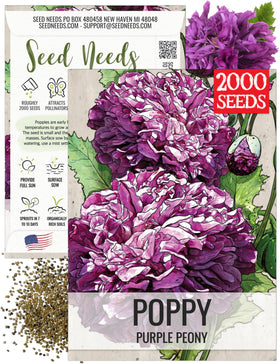 Seed Needs Purple Peony Poppies bloom close up showing vibrant petals and pollinator appeal