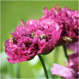 Seed Needs Purple Peony Poppies seed packet illustration encouraging heirloom planting
