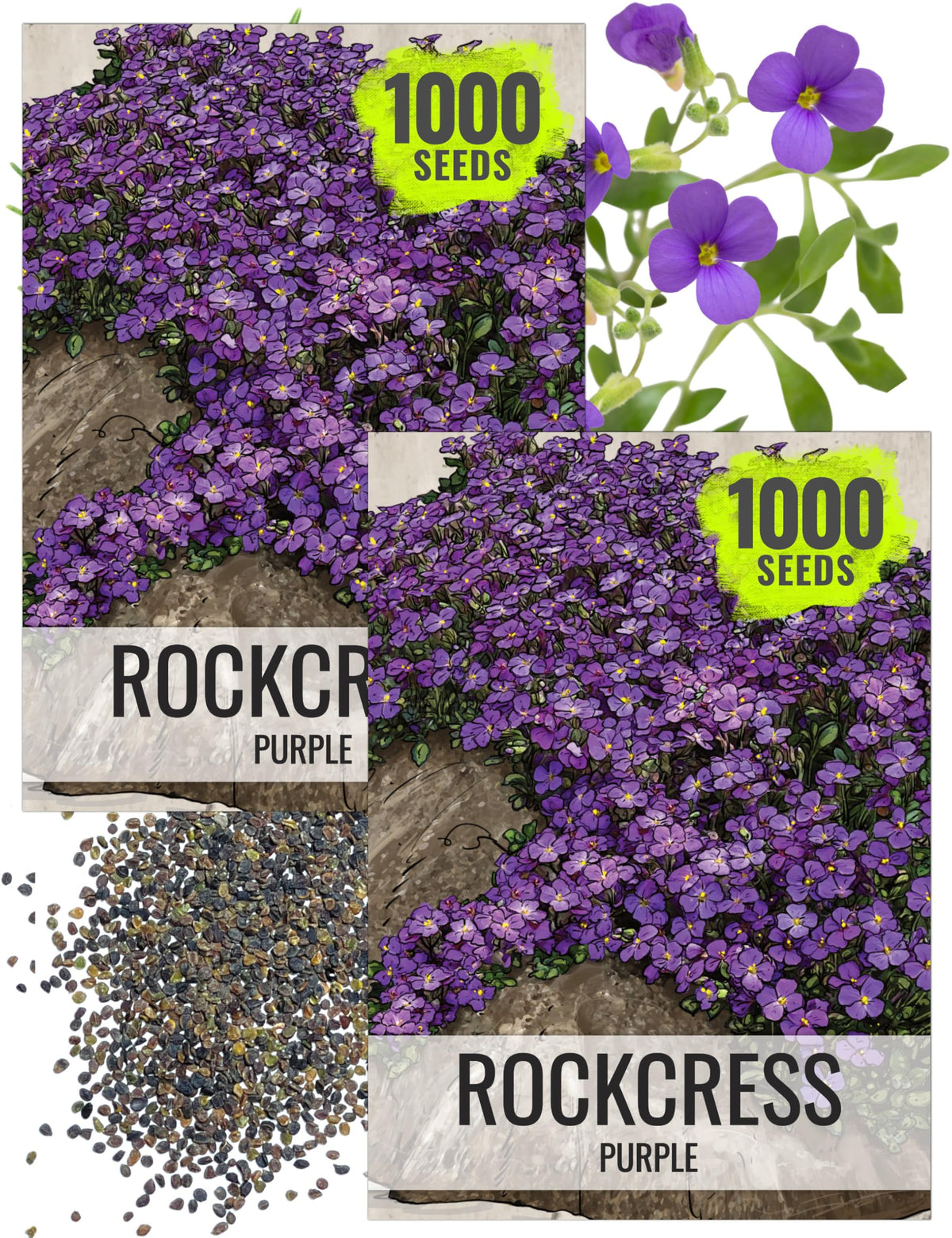 Seed Needs Purple Rockcress seed packet ready for spring sowing in rock gardens.