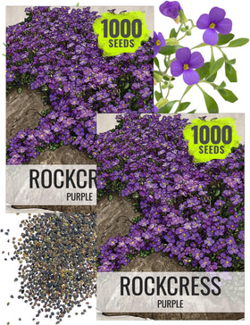 Seed Needs Purple Rockcress seed packet ready for spring sowing in rock gardens.