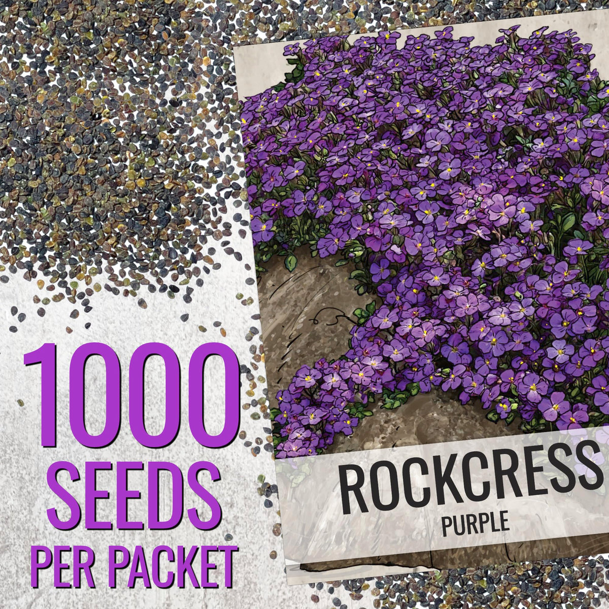 Purple Rockcress blooming in spring with purple-pink flowers for rock gardens.