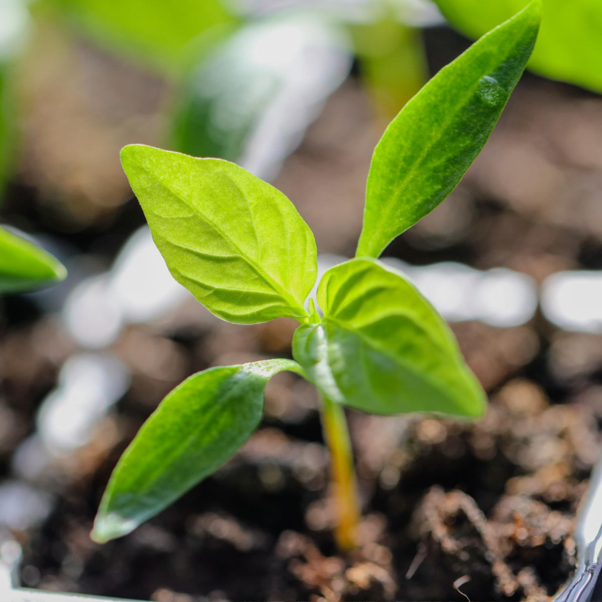 Seed Needs Rainbow Bell Pepper Seeds produce colorful peppers ready for harvest