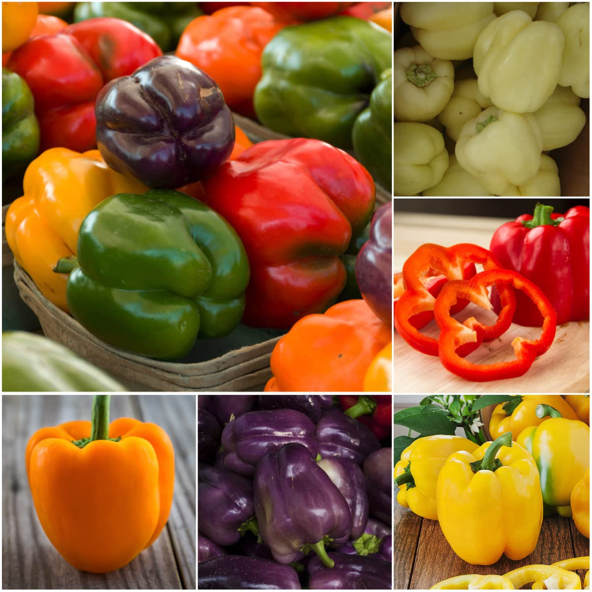 Seed Needs Rainbow Bell Pepper Seeds started indoors for early harvest potential