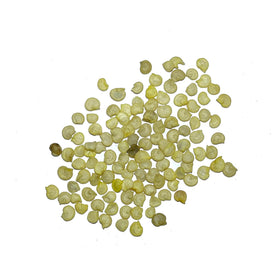 Seed Needs Rainbow Bell Pepper Seeds ready for transplanting into warm garden beds